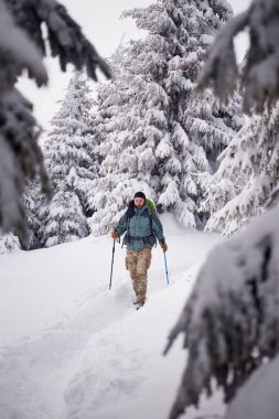 Yürüyüşçü, sakin bir manzarada karla kaplı ağaçlarla kışın harikalar diyarında yürüyor. Karpat Dağları, Ukrayna 'da kış yürüyüşü