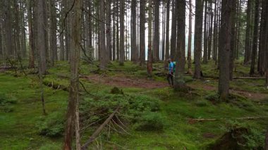 Yürüyüşçü, uzun ağaçlar ve canlı yeşilliklerle çevrili yemyeşil orman patikalarını keşfeder. Karpat Dağları, Ukrayna 'da yaz yürüyüşü