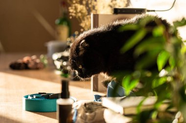 Yaşlı siyah kedi bir evin tahta yüzeyinde yürüyor. Kedi odak noktasında ve arka planı bulanık..