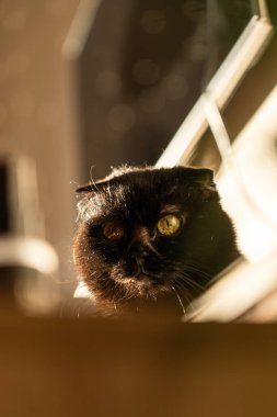 Yaşlı siyah kedi bir evin tahta yüzeyinde yürüyor. Kedi odak noktasında ve arka planı bulanık..