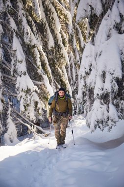 Bir kış günü dağlarda karlı bir ormanda yürüyüş yapan bir yürüyüşçü. Karpat Dağları, Ukrayna 'da kış turistik gezileri