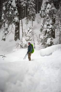 Yürüyüşçü, sakin bir manzarada karla kaplı ağaçlarla kışın harikalar diyarında yürüyor. Karpat Dağları, Ukrayna 'da kış yürüyüşü