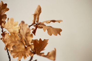 Yumuşak bej arka planda kurumuş meşe yaprakları doğal ve minimalist bir estetik yaratıyor.