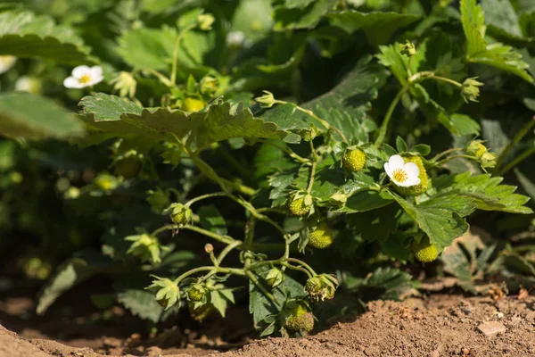 Buissons de fraises fleurissant dans le jardin. gros plan — Photo