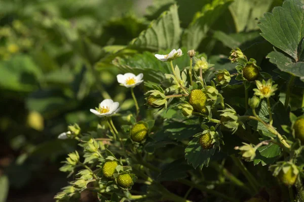 Buissons de fraises fleurissant dans le jardin. gros plan — Photo