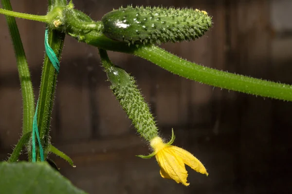 La croissance et la floraison des concombres. les concombres de Bush sur le treillis. Concombres plantation verticale. Cultiver des aliments biologiques. Récolte des concombres Plantes de concombre à fleurs jaunes , — Photo