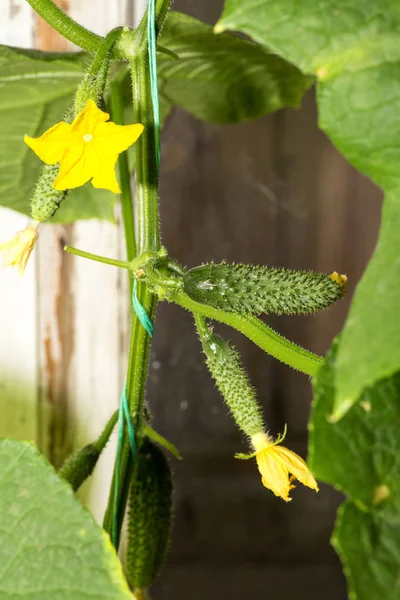 La croissance et la floraison des concombres. les concombres de Bush sur le treillis. Concombres plantation verticale. Cultiver des aliments biologiques. Récolte des concombres Plantes de concombre à fleurs jaunes , — Photo