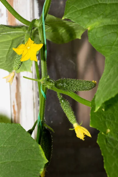 Das Wachstum und die Blüte der Gurken. die Buschgurken am Spalier. Gurken senkrecht anpflanzen. Anbau biologischer Lebensmittel. Gurkenernte. Blühende Gurkenpflanzen mit gelben Blüten, — Stockfoto