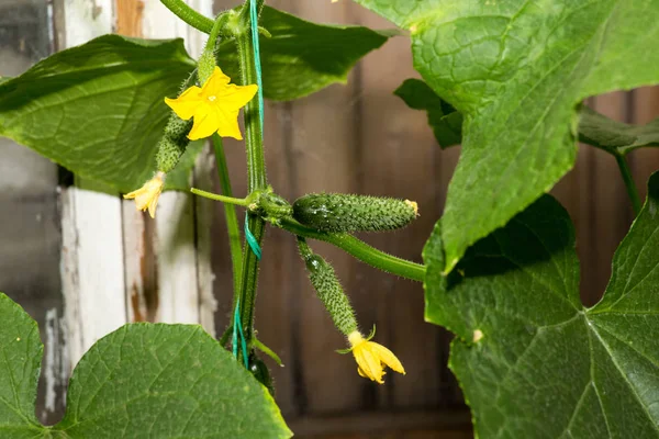 La croissance et la floraison des concombres. les concombres de Bush sur le treillis. Concombres plantation verticale. Cultiver des aliments biologiques. Récolte des concombres Plantes de concombre à fleurs jaunes , — Photo