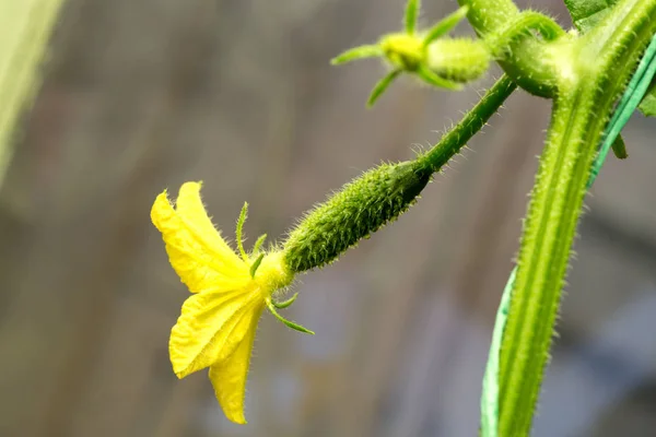 La croissance et la floraison des concombres. les concombres de Bush sur le treillis. Concombres plantation verticale. Cultiver des aliments biologiques. Récolte des concombres Plantes de concombre à fleurs jaunes , — Photo