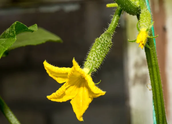 La croissance et la floraison des concombres. les concombres de Bush sur le treillis. Concombres plantation verticale. Cultiver des aliments biologiques. Récolte des concombres Plantes de concombre à fleurs jaunes , — Photo