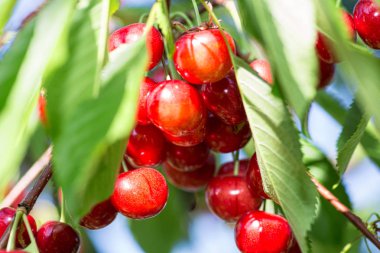 bir dal bir mavi gökyüzü arka plan üzerinde büyüyen kiraz