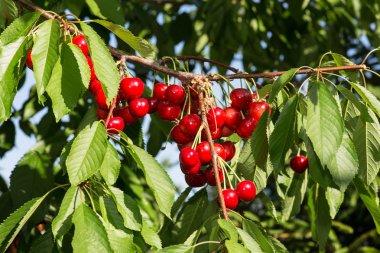 bir dal bir mavi gökyüzü arka plan üzerinde büyüyen kiraz