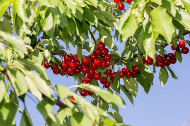 bir dal bir mavi gökyüzü arka plan üzerinde büyüyen kiraz