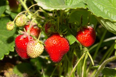 Çilek bitkisi. Yaban mersini çalıları. Bahçede yetişen çilekler. Olgun böğürtlen ve yapraklı çilek