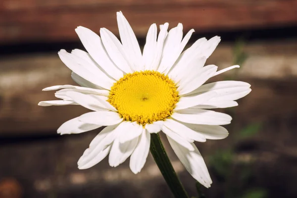 Gänseblümchen-Kamillenblüten auf hölzernem Hintergrund. — Stockfoto