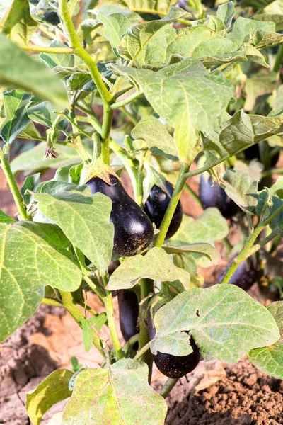 新鲜的茄子生长在田间。素食乐园 — 图库照片