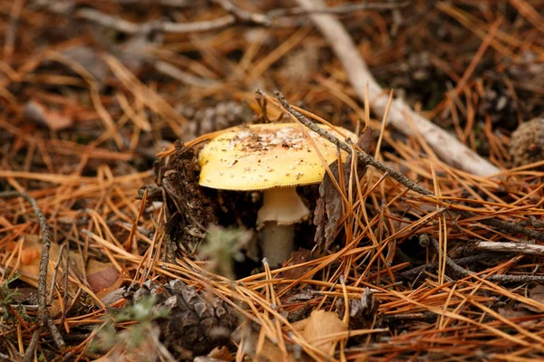 Poisonous mushroom with a red spotted hat. It grows in a coniferous forest. — Stock Photo, Image