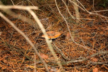 Zehirli mantar kırmızı benekli şapkalı. Bir iğne yapraklı orman içinde büyür.