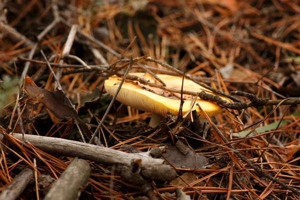 Champignon empoisonné avec un chapeau tacheté rouge. Il pousse dans une forêt de conifères . — Photo