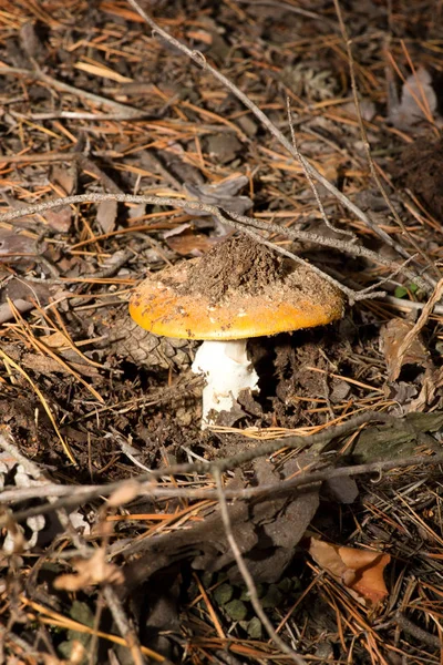 Cogumelo venenoso com um chapéu pintado de vermelho. Cresce numa floresta de coníferas . — Fotografia de Stock