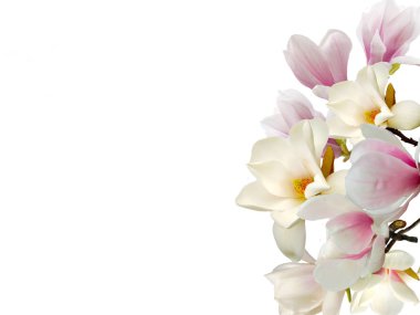 Beyaz arka plan üzerinde izole beyaz Manolya çiçek buketi çiçek.