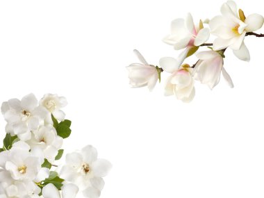 Beyaz arka plan üzerinde izole çiçek açan çiçek.