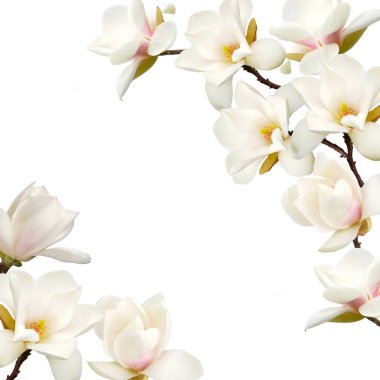 Beyaz arka plan üzerinde izole çiçek açan çiçek.