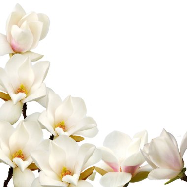 Beyaz arka plan üzerinde izole çiçek açan çiçek.