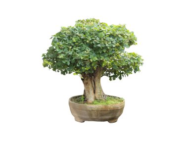 Bonsai beyaz arka planda izole edildi.