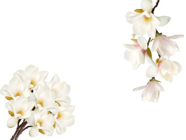 Beyaz arkaplanda izole edilmiş güzel Manolya çiçeği.