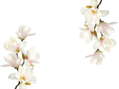 Beyaz arkaplanda izole edilmiş güzel Manolya çiçeği.