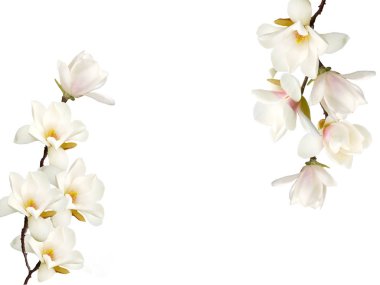 Beyaz arkaplanda izole edilmiş güzel Manolya çiçeği.