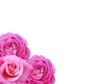 Beyaz ahşap arka plan üzerinde izole güzel pembe gül.