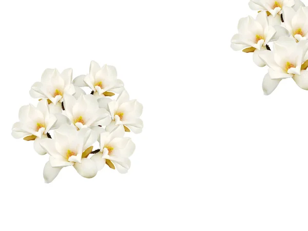 Flor Branco Magnólia Buquê Flores Isolado Fundo Branco — Fotografia de Stock
