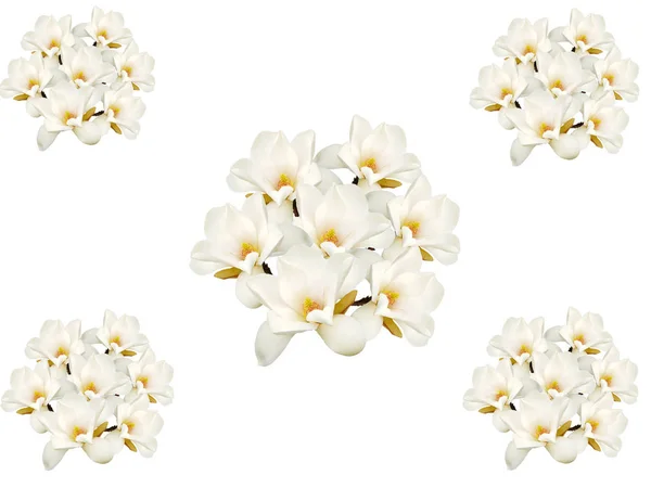 Flor Branco Magnólia Buquê Flores Isolado Fundo Branco — Fotografia de Stock
