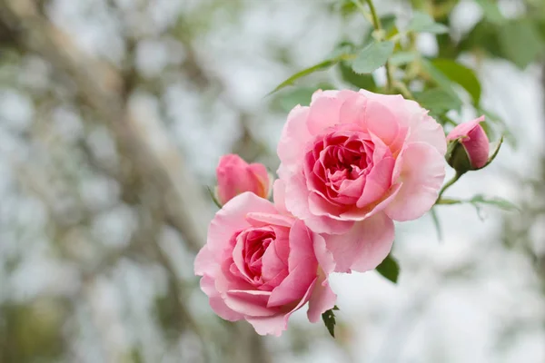 美しいバラの花の咲く背景 — ストック写真