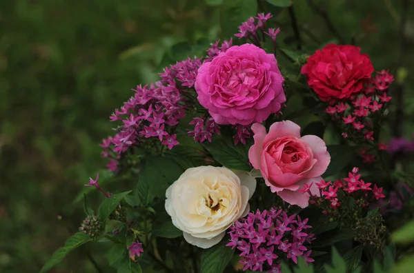 Bella Rosa Fiore Fioritura Sfondo — Foto Stock