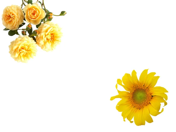 Schöne Sonnenblume Und Rose Isoliert Auf Weißem Hintergrund — Stockfoto
