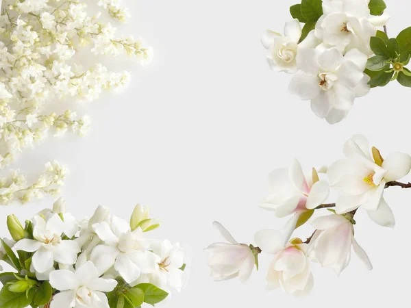 Bela Flor Magnolia Isolado Fundo Branco — Fotografia de Stock
