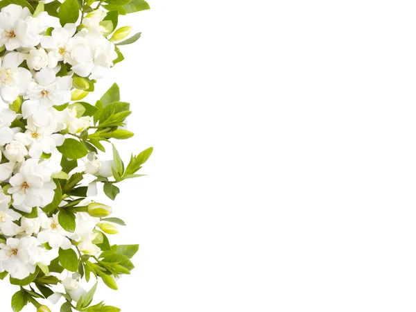 Λουλούδι Ανθισμένο Άσπρο Magnolia Που Απομονώνονται Λευκό Φόντο — Φωτογραφία Αρχείου