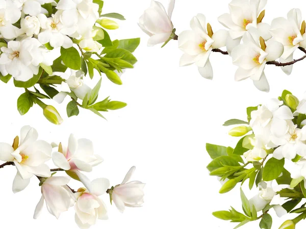 Flor Magnólia Branca Flor Isolada Sobre Fundo Branco — Fotografia de Stock