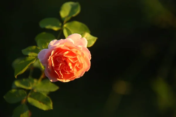 Bella Rosa Giardino — Foto Stock