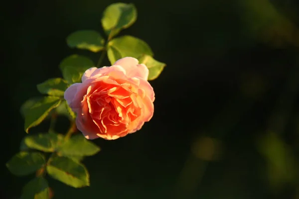 Hermosa Rosa Jardín — Foto de Stock