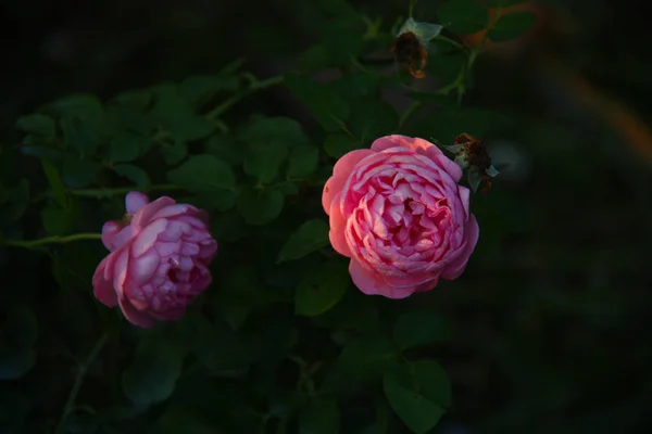 Bellissimo Fiore Giardino Bella Luce Sfondo — Foto Stock