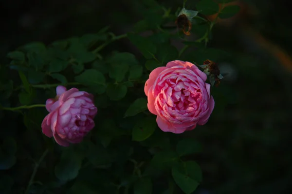 Hermosa Flor Jardín Hermoso Fondo Luz —  Fotos de Stock