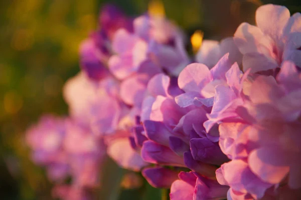 Lilac color flower with beautiful light background.