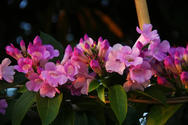 Colore Lilla Fiore Con Bella Luce Sfondo — Foto Stock