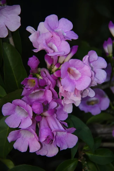 Flor Color Lila Con Hermoso Fondo Claro —  Fotos de Stock