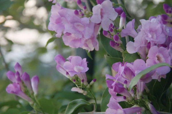 Lilac color flower with beautiful light background.